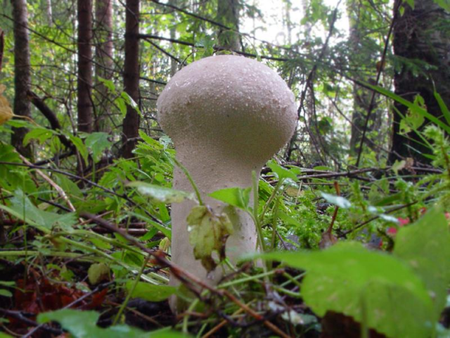 Мицелий Головача продолговатого / Дождевик удлиненный (Calvatia excipuliformis)
